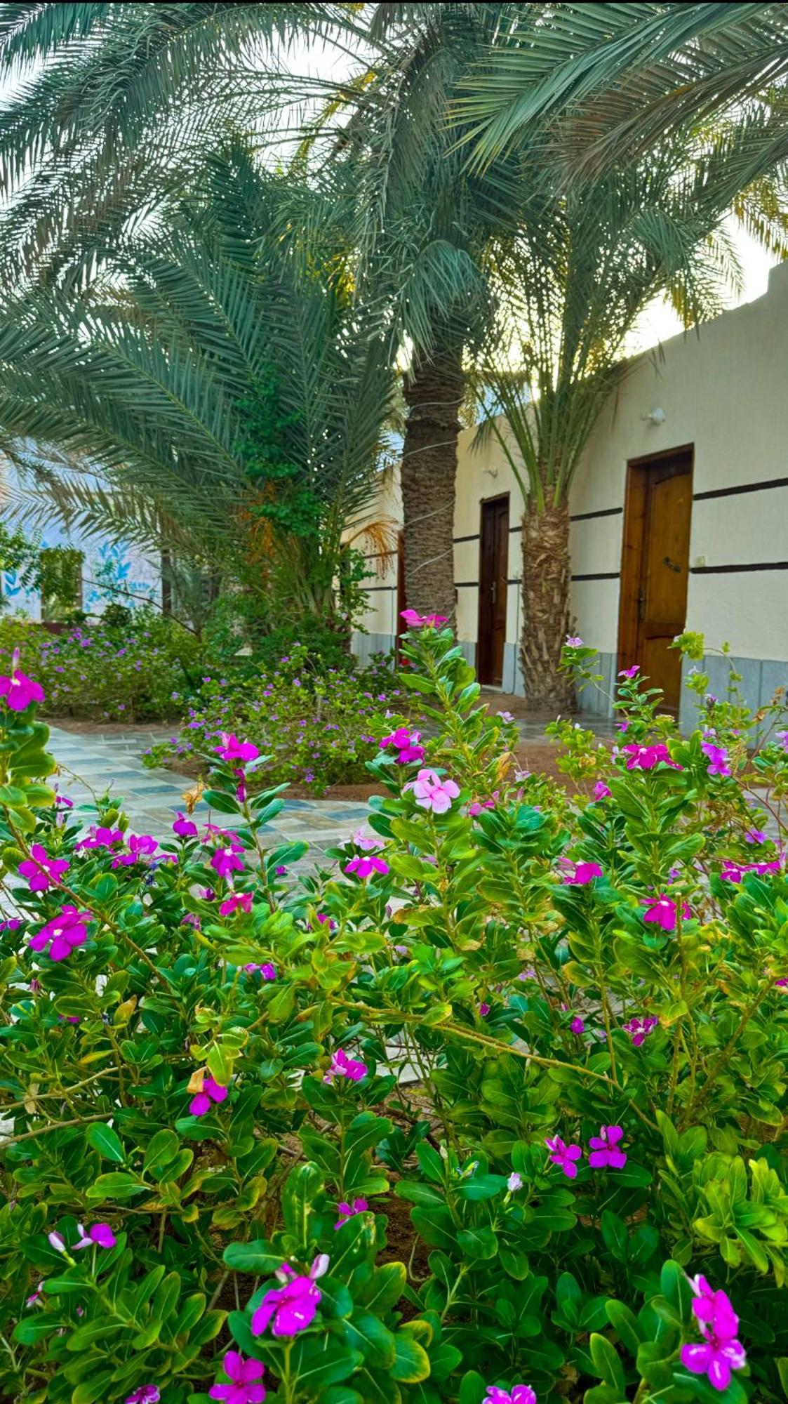 Miramar Camp Dahab Hotel Bagian luar foto